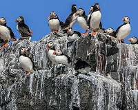 Who knew? Ammonia-rich bird poop cools the atmosphere
