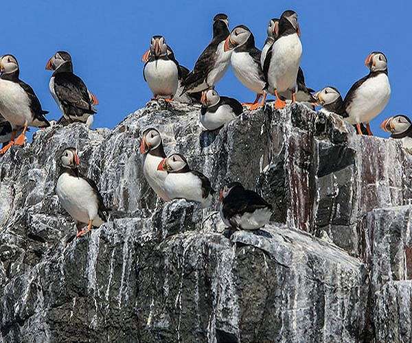 Over half of seabirds in UK and Ireland 'in decline': survey