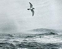 Seabirds feast when penguins herd fish to surface