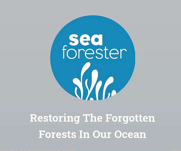 Seaweed experts launch global group to restore kelp forests with new technique