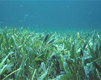 Seagrass Ecosystems At A 'Global Crisis'