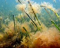 Acidification and warming threaten Mediterranean Sea iconic species