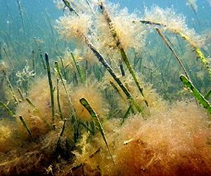 Report details biodiversity concerns