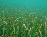 Genome of the flowering plant that returned to the sea