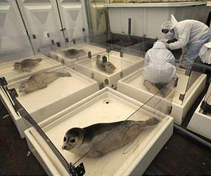 Stranded baby seals concern Dutch rescuers