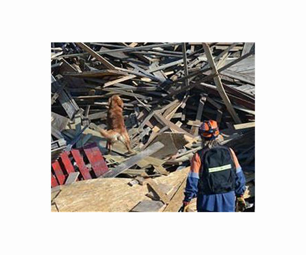 Search dog finds elderly woman trapped after Japan quake, but hope fading fast