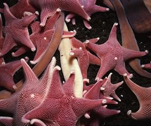 Human Impacts On The Marine Ecosystems Of Antarctica