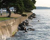 Salish shoreline armoring study shows cumulative effects on ecosystem
