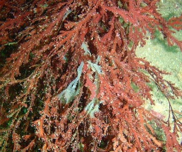 Women show the way as India pushes 'eco-miracle' seaweed