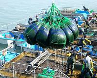 Experts warn booming seaweed industry