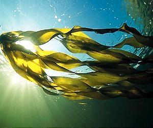 New research on seaweeds shows it takes more than being flexible to survive crashing waves