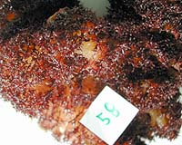Seaweed Yields New Compounds With Pharmaceutical Potential