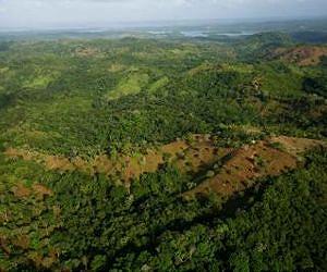 Tropical forests 'fix' themselves