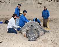 Satellites and Sea Lions: Working Together to Improve Ocean Models