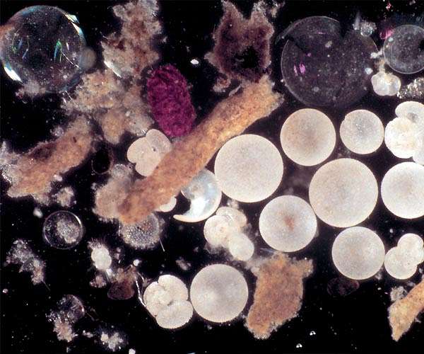Study reveals uncertainty in how much carbon the ocean absorbs over time