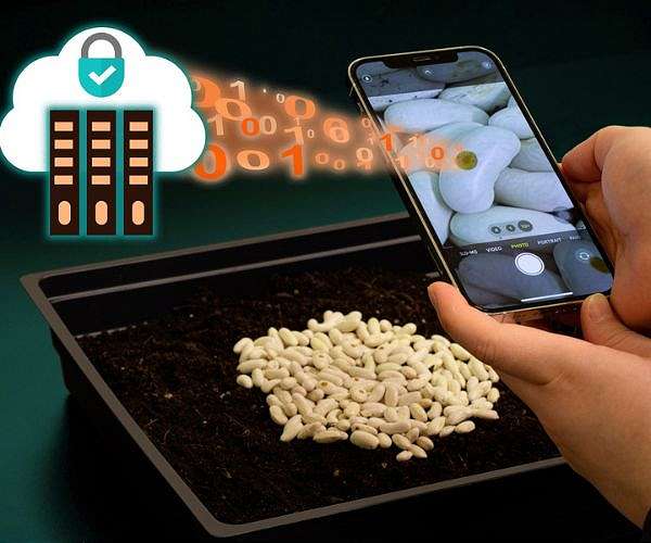 Tackling counterfeit seeds with unclonable labels