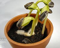 Seed germination control process revealed