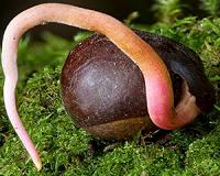 Seed dormancy already existed 360 million years ago