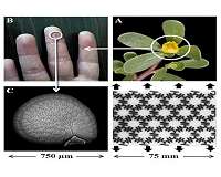 UNH researchers find seed coats could lead to strong, tough, yet flexible materials