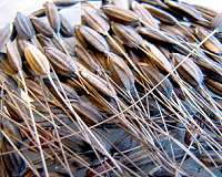 Scientists design laser to kill weeds