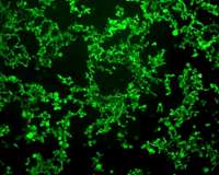 Modified biomaterials self-assemble on temperature cues