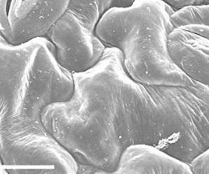 Plants in space: A novel method for fixing plant tissue samples maximizes time, resources, and data
