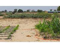 How one tough shrub could help fight hunger in Africa