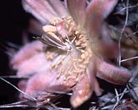 Which Came First, The Moth Or The Cactus