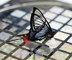 New Artificial Skin Could Make Prosthetic Limbs And Robots More Sensitive