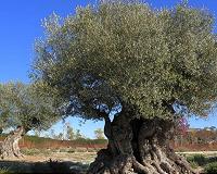 A trip to the land of endangered ancient olive trees