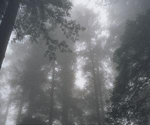 Decrease in fog threatens California's s sequoias: study