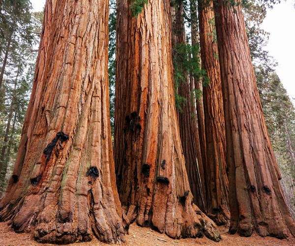World leaders launch fund to save forests, get first $5 bn