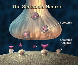 Serotonin levels affect the brain's response to anger