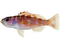 Monogamous hermaphrodite fish switch gender 20 times a day