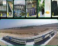 Microalgae biomass as feedstock for biofuel, food, feed and more