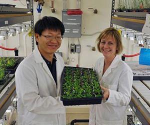 How plants sense low oxygen levels to survive flooding