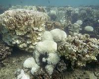 Promiscuity may help some corals survive bleaching events