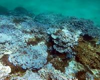 NOAA declares third ever global coral bleaching event