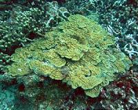 Shallow-water corals are not related to their deep-water counterparts