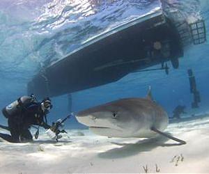 2011 shark attacks remain steady, deaths highest since 1993