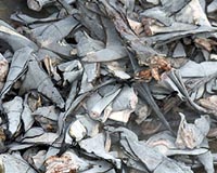 Singapore casino stops serving shark fin