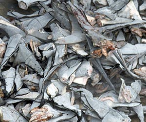 Doubts remain over global future of sharks