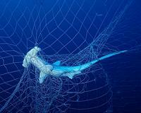 Sharks are Collateral Damage in Commercial Fishing