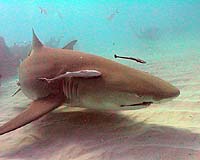 Stealth Sharks May Patrol The World's Seas