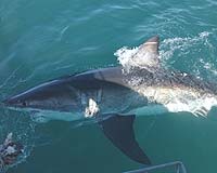 Rally against shark fin trade opens in Singapore