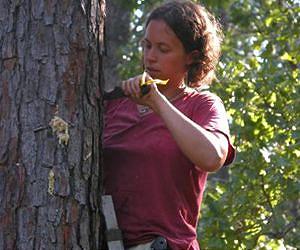 Dartmouth research offers new control strategies for bipolar bark beetles