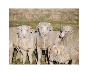 Seeing the wood for the trees: New study shows sheep in tree-ring records