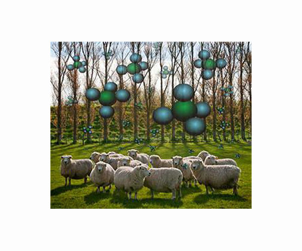 Kiwi boffins aim to clear the air on livestock emissions
