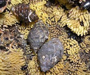 Shellfish gone near damaged nuke plant