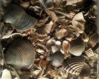 Laser imaging of shells to help scientists expand record of past climate conditions